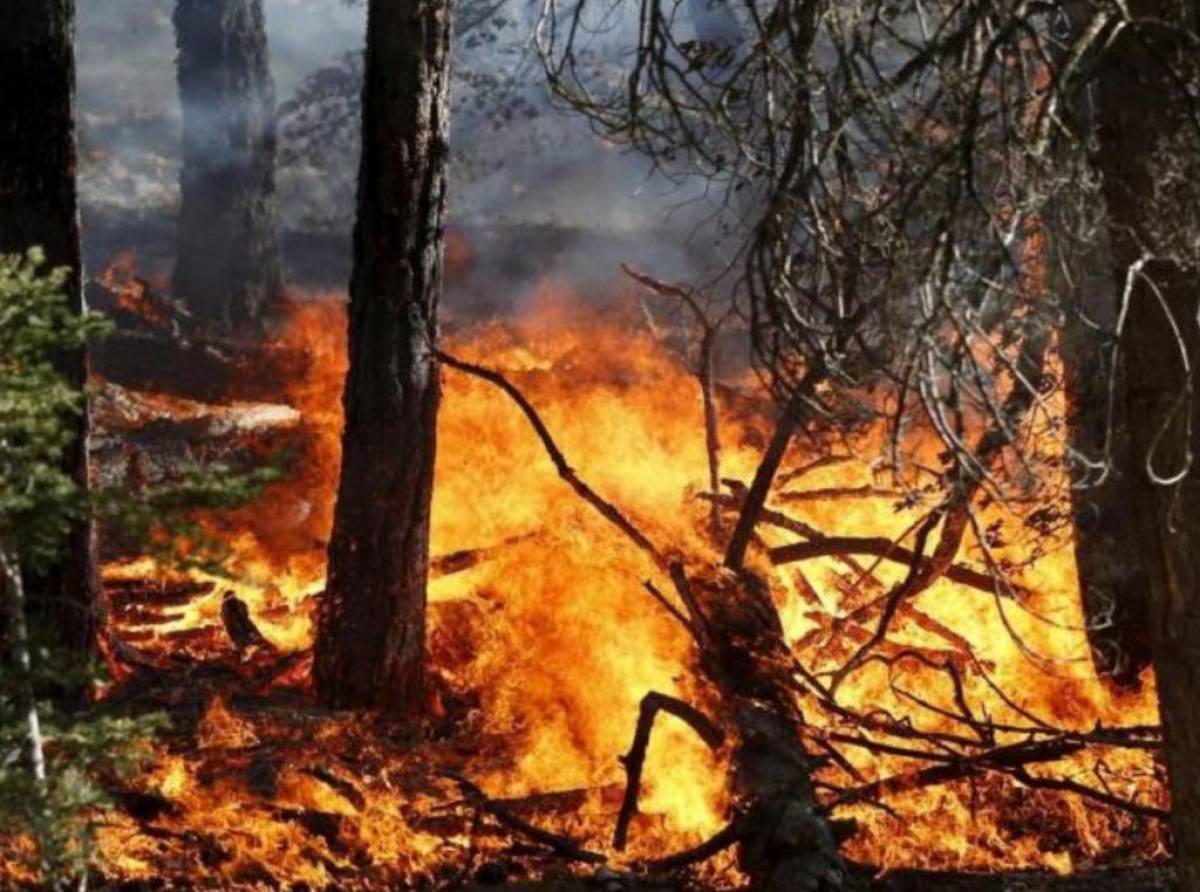 Rogo sul Monte Vaccarezza a Coassolo Torinese, denunciato un pensionato per incendio colposo. Ingenti i danni ambientali
