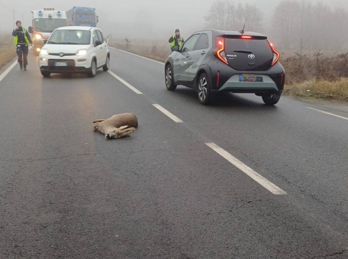 Volpiano, capriolo adulto travolto all’alba in via Torino: l’altra faccia di una convivenza sempre più difficile 