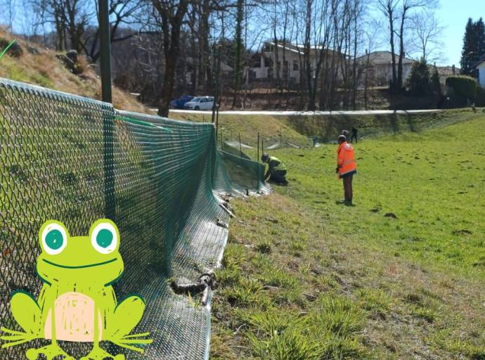 Migrazione dei rospi: migliaia di anfibi a rischio sulle strade, al via la campagna per salvare la biodiversit&agrave;