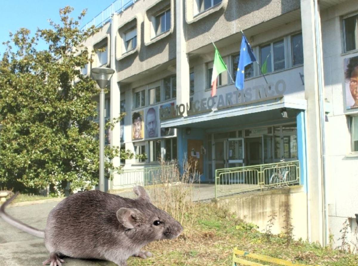 Roditori al Primo Art di Torino: scatta subito la derattizzazione. Episodio isolato o segnale da non sottovalutare?