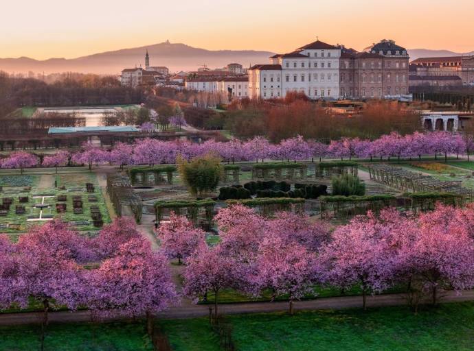 Ciliegi in fiore alla Reggia di Venaria 2026: eventi, aperture serali e matsuri contemporaneo tra yoga, musica e hanami 