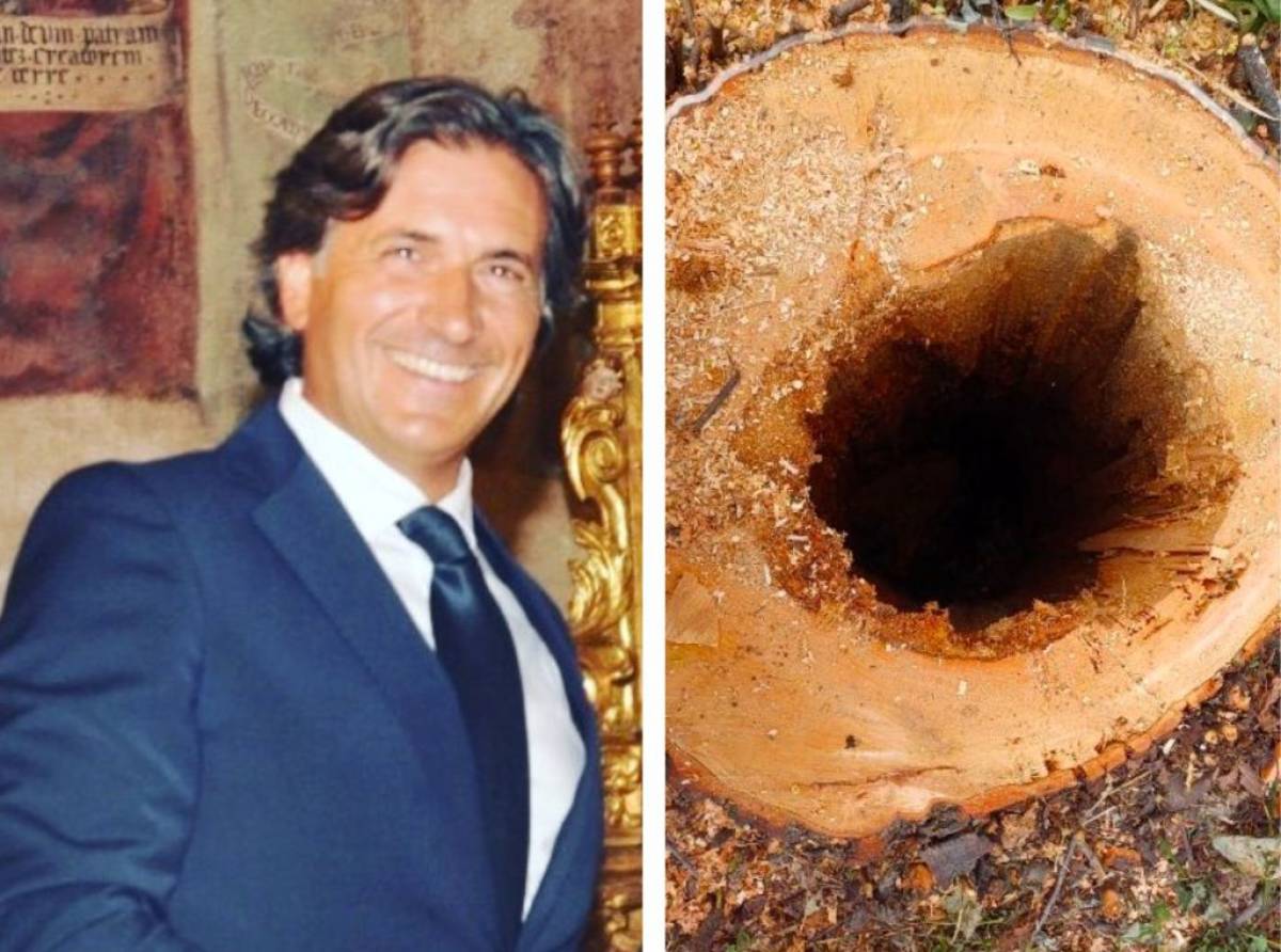 Rocca Canavese, bufera sul taglio degli alberi al parco giochi: il sindaco replica alle accuse e difende la scelta