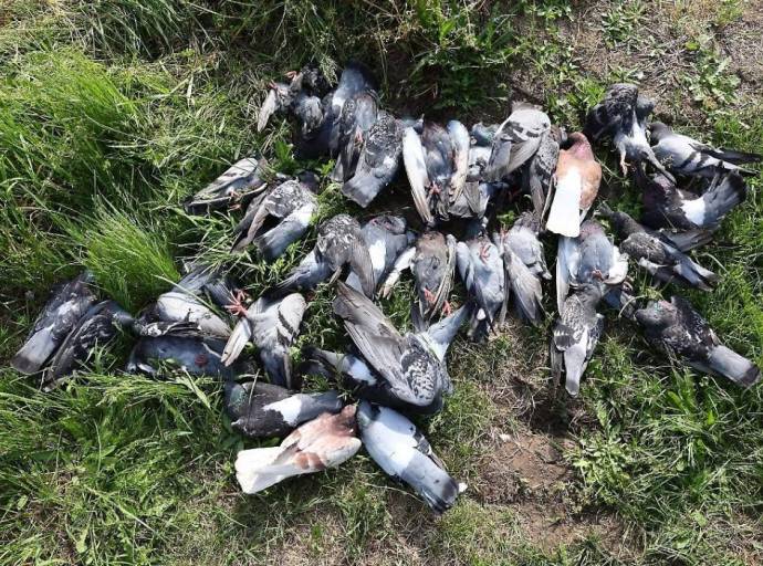 Strage di piccioni tra Borgaro e Caselle, il caso finisce in Consiglio regionale: protesta delle associazioni animaliste