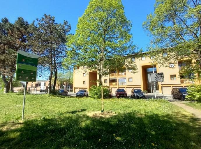 Venaria sempre più green: al via il piano di forestazione urbana da 1,26 milioni di euro e con 244 nuovi alberi in città