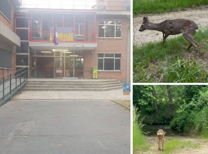 Tra traffico e cortili fino alla scuola Rigola: cucciolo di capriolo incastrato nella recinzione, salvato da un intervento delicato