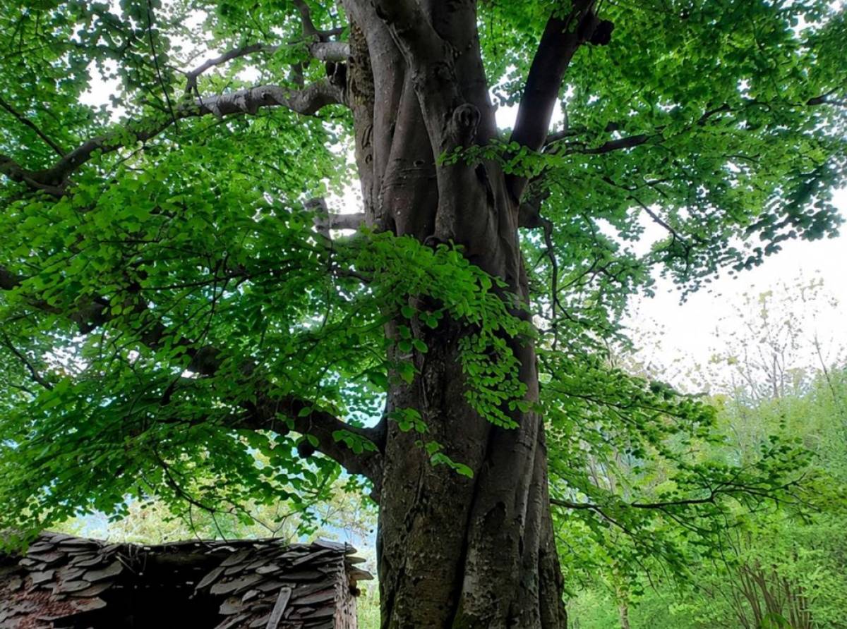 Coassolo tra Arte e Natura: un weekend tra sentieri, musica e memoria nel cuore delle Valli di Lanzo