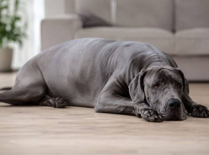 Dilatazione e torsione gastrica nel cane. Può essere mortale se non viene risolta tempestivamente