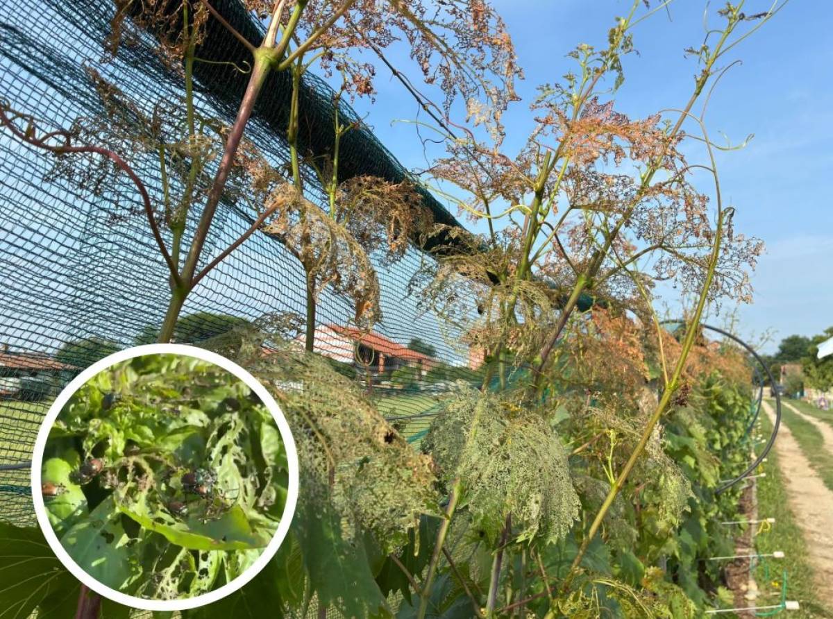 Popilia japonica, allarme nei campi: infestazione anticipata dal caldo mentre esplodono i costi per l'agricoltura