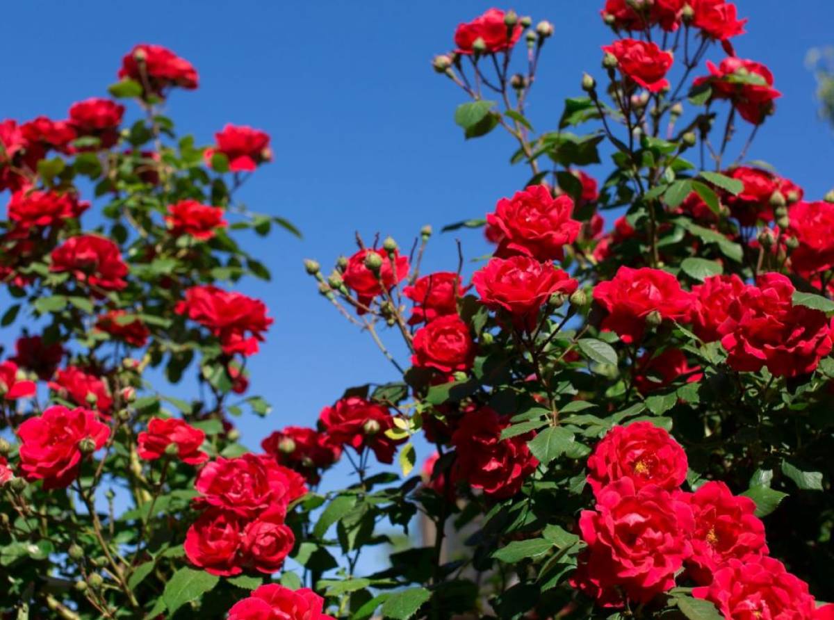 Giardino in autunno: cosa fare adesso per prepararlo alla primavera