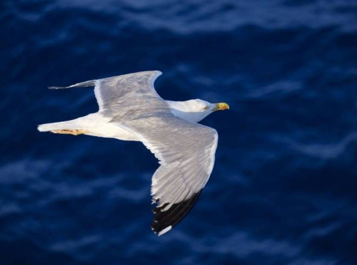 La curva azzurra di un’onda: una poesia sul mare, la rabbia e la serenità ritrovata
