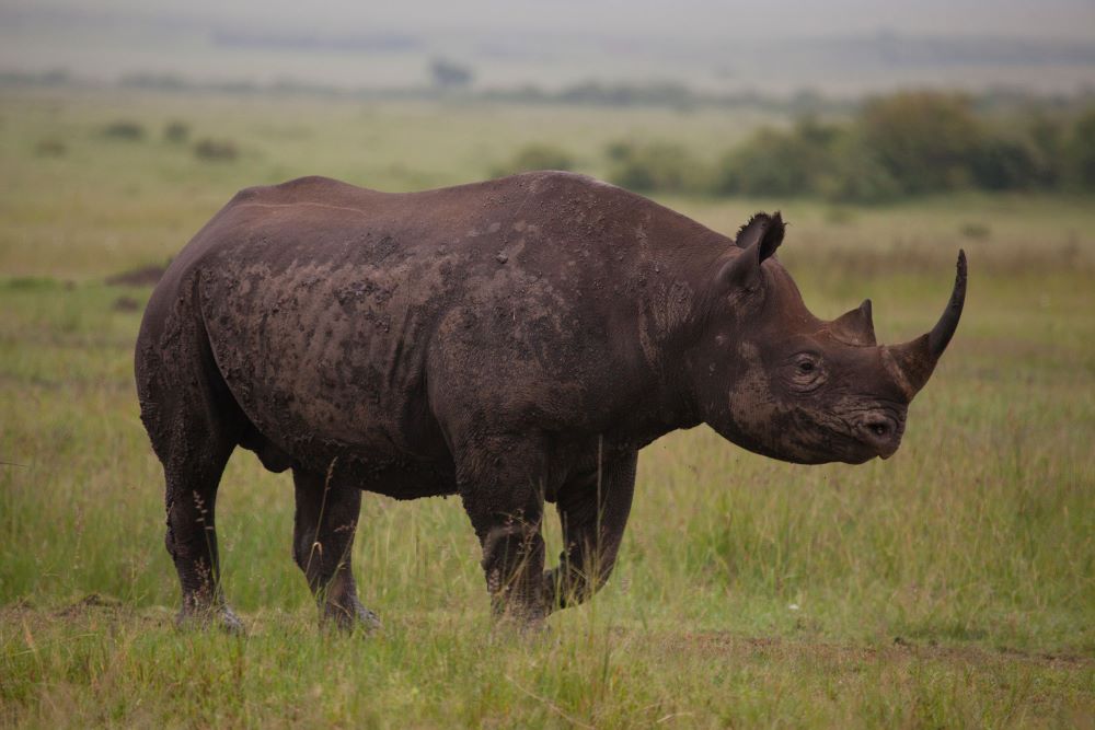 rinoceronte africano