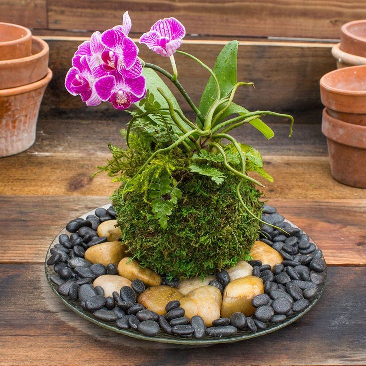 Japanese Kokedama Gardening Pinterest