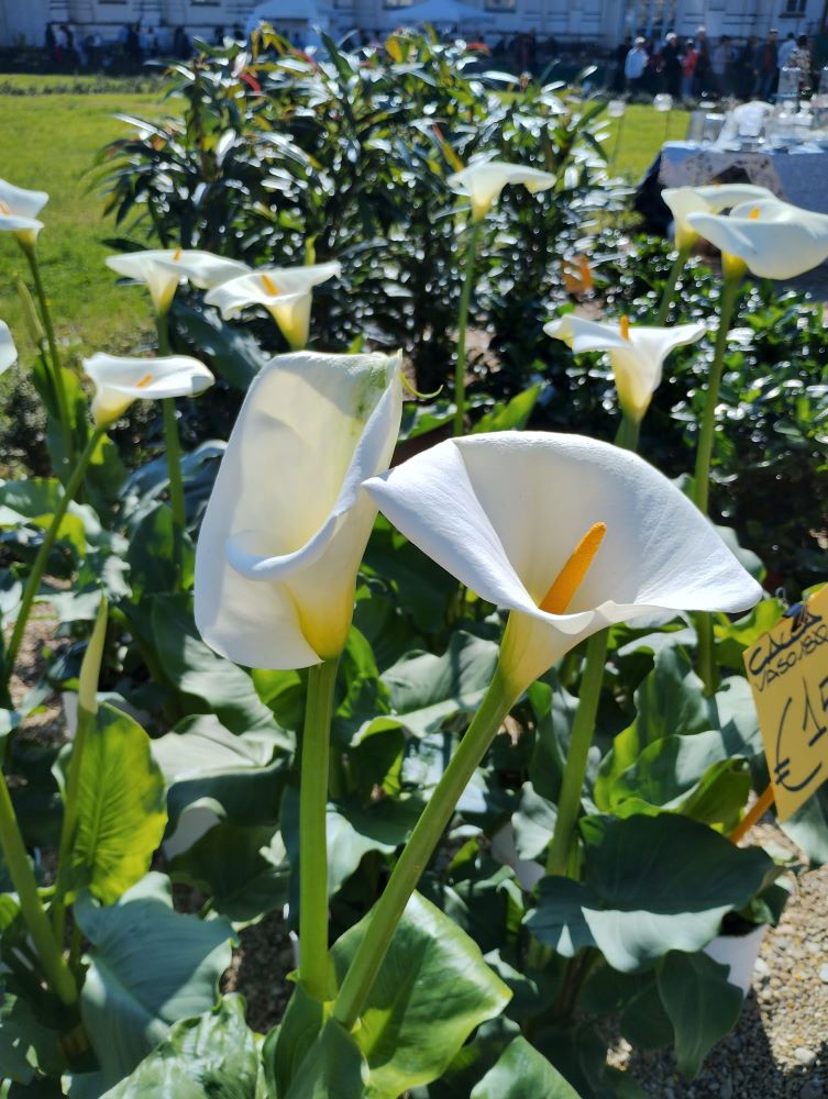 calla fiore