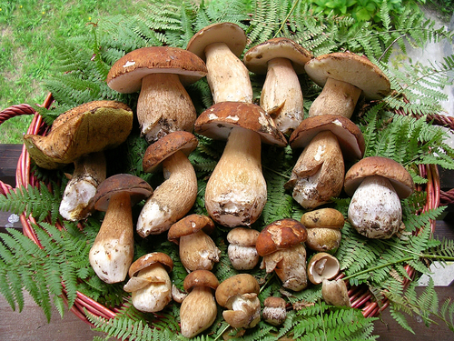 funghi porcini1