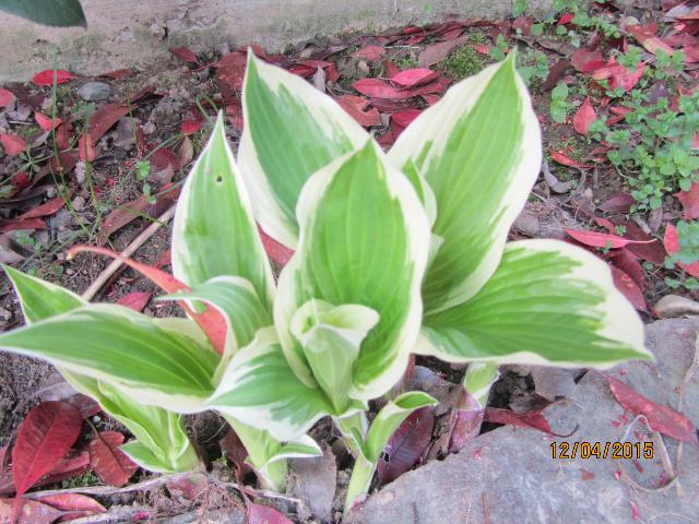 hosta germoglio