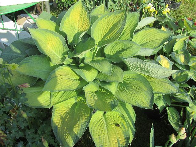 hosta masino