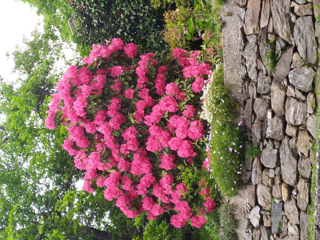 rododendro