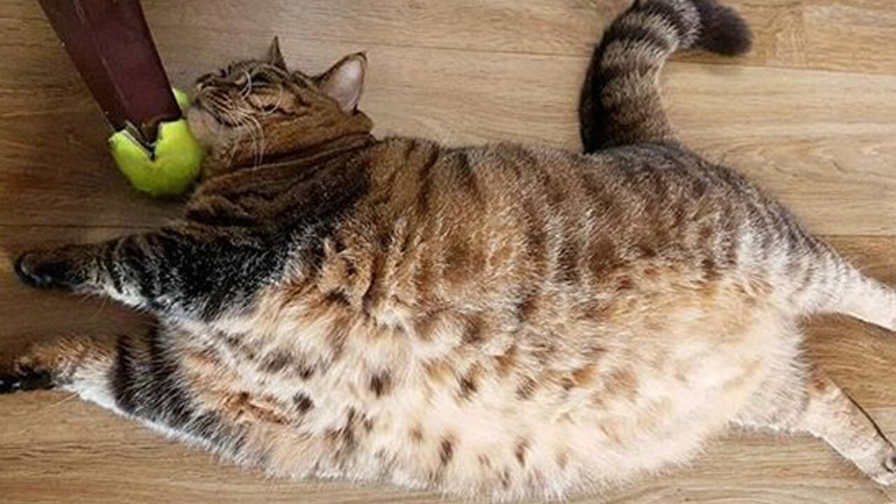 gatto obeso