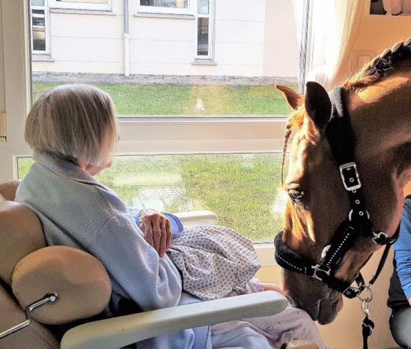 pet therapy cavallo